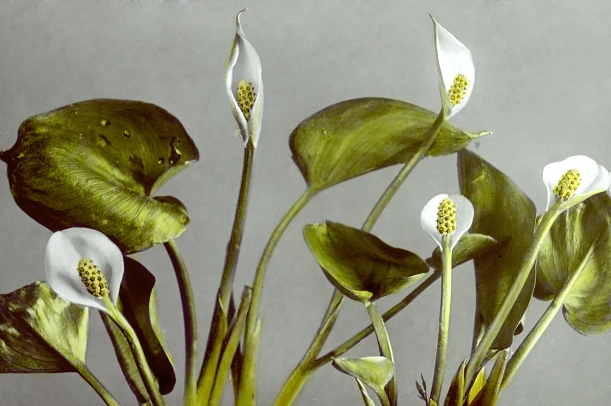 Close-up foto van witte bloemen op een grijze achtergrond